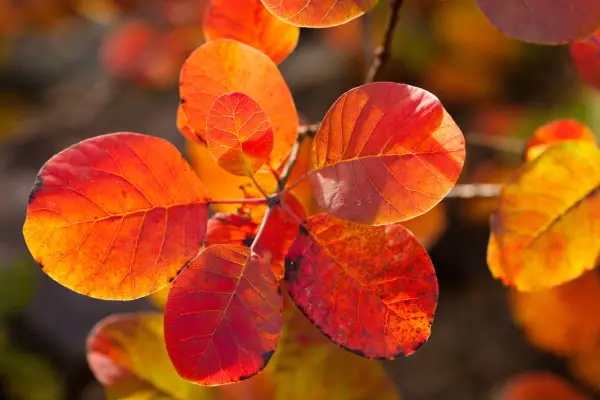 Cotinus autumn colour. Photo: Getty Images.