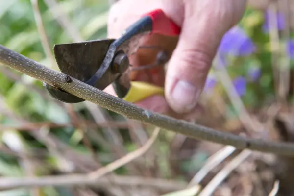 How to grow cotinus - propagating cotinus