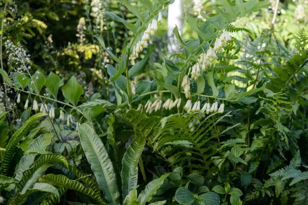 Polygonatum x hybridum