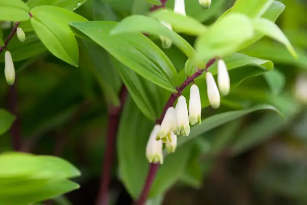 Polygonatum odoratum 