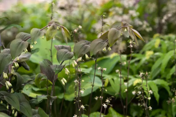 Polygonatum x hybridum 