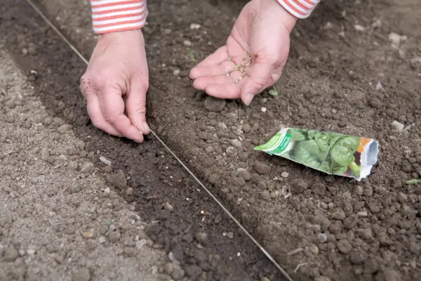 Sowing spinach in a seed drill