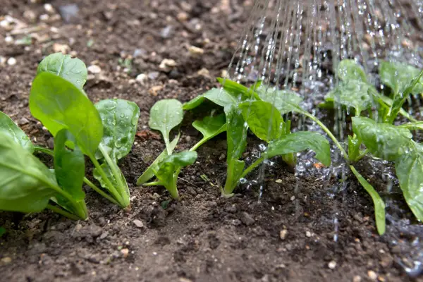 Watering young spinach plants
