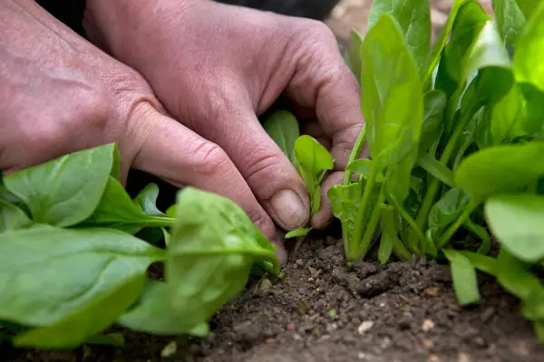Thinning out spinach
