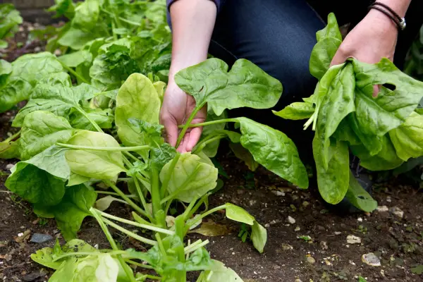 Picking spinach leaves