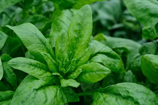 Spinach 