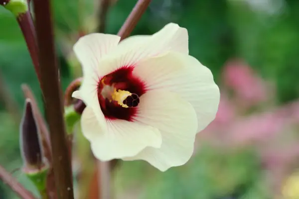 Okra flower