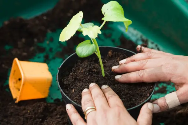 Planting okra in a pot