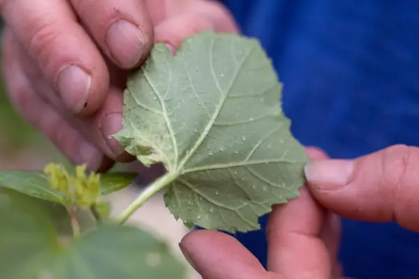 White fly on okra leaf