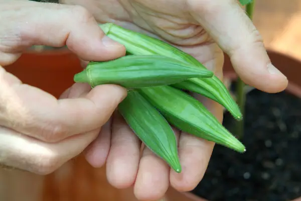 Comment développer votre propre gombo