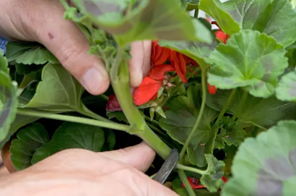 Taking pelargonium cuttings