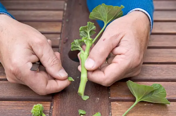 Removing leaves from the pelargonium cuttings