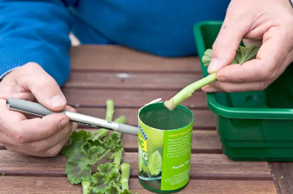 Dipping pelargonium cuttings into hormone rooting powder