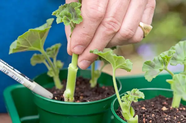 Inserting pelargonium cuttings into compost