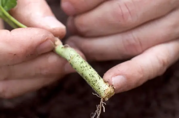 Rooted pelargonium cutting