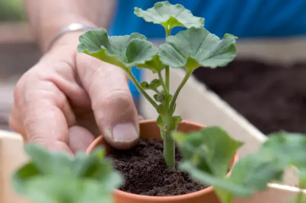 Potted pelargonium cutting