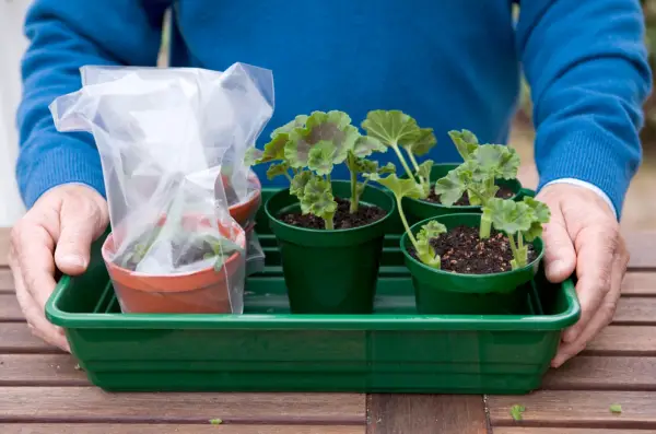 Comment prendre des boutures de géranium