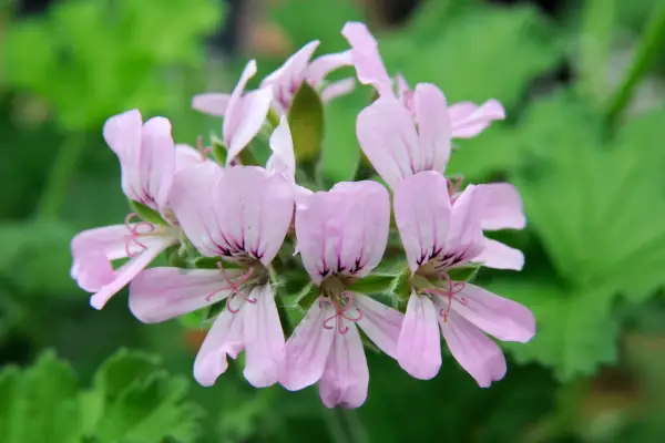 Pelargonium 
