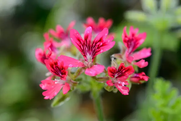 Pelargonium 