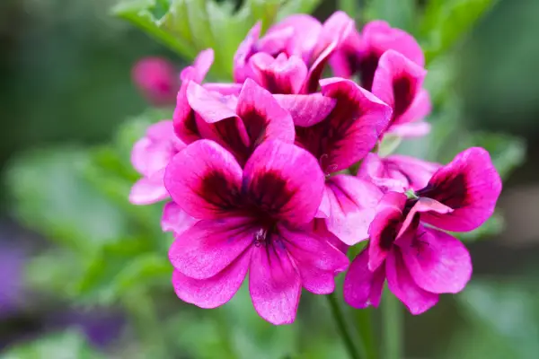 Pelargonium 