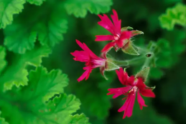Pelargonium 