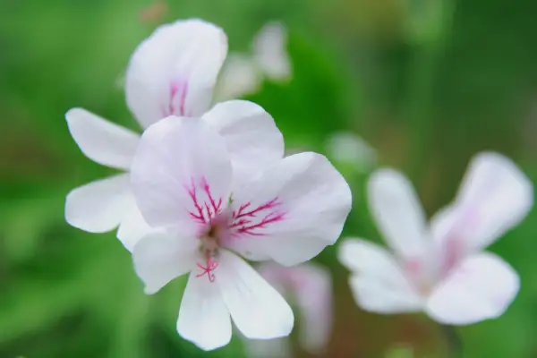 Pelargonium 