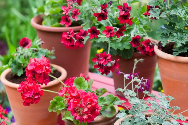 Stand of pelargoniums