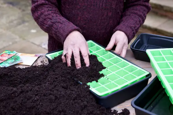 Preparing seed tray for sowing seed