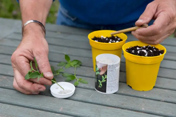 Rooting cuttings