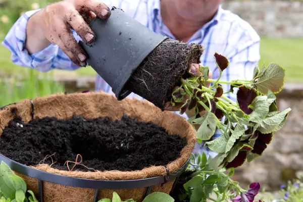 Potting up a hanging basket