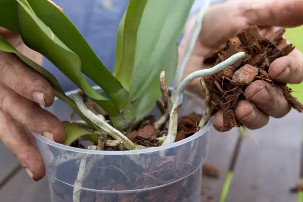 Repotting an orchid