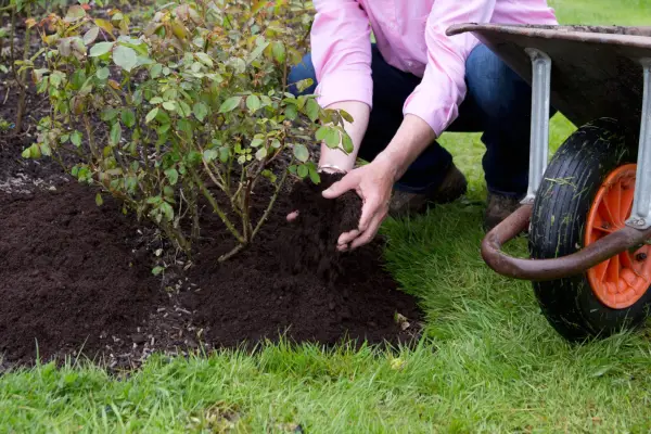 Adding a mulch around roses