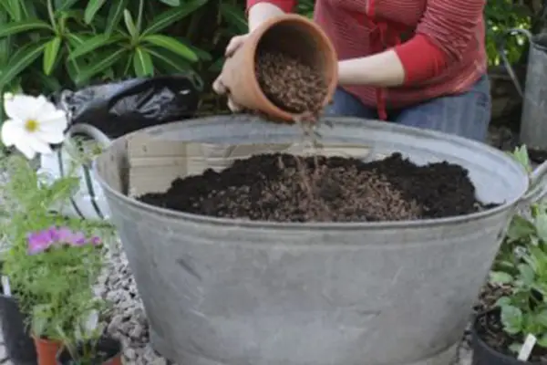 Adding compost to the container