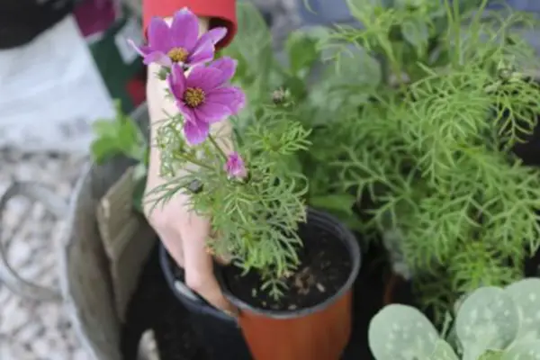Planting up the container