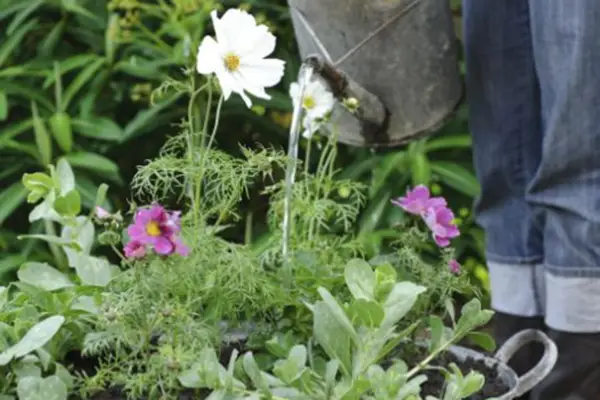 Watering the container