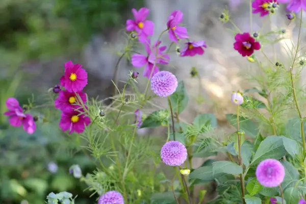 Displej Dahlia a Cosmos Pot