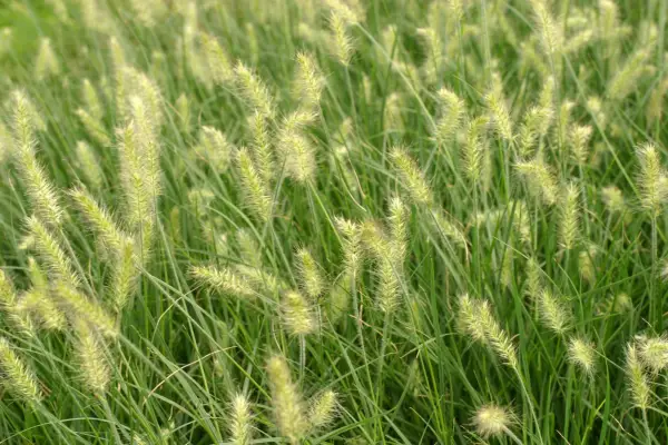Pennisetum