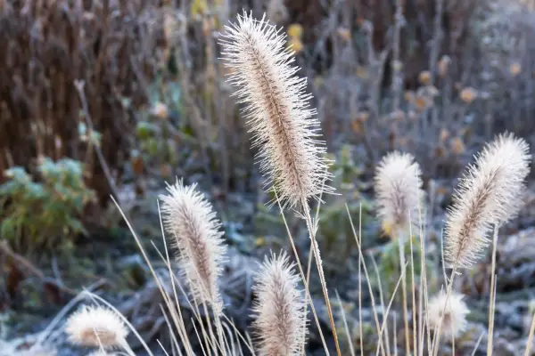 Pennisetum villosum. Photo: Getty Images.