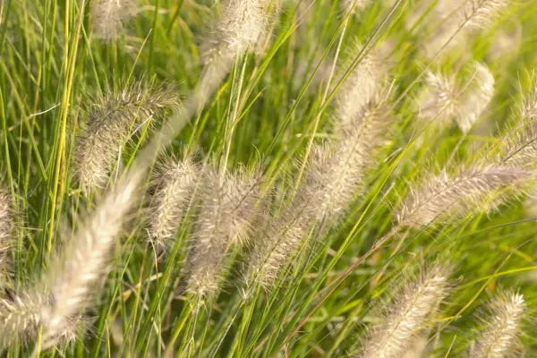 Pennisetum alopecuroides 