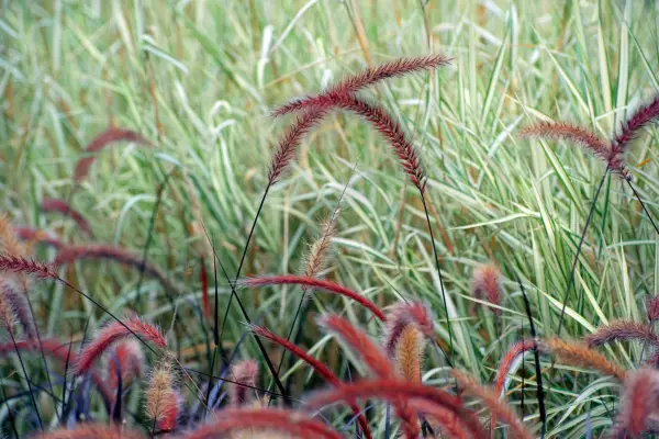 Cinco Pennisetums para crescer