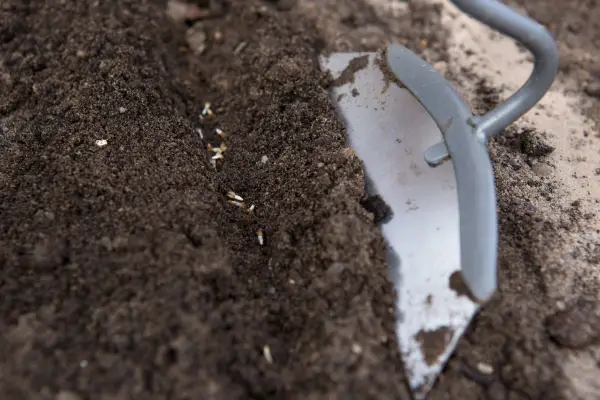 Covering the seed with soil