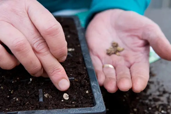 Sowing hollyhock seeds