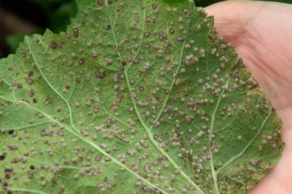Hollyhock rust