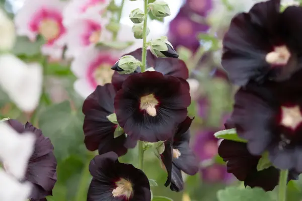 Alcea 