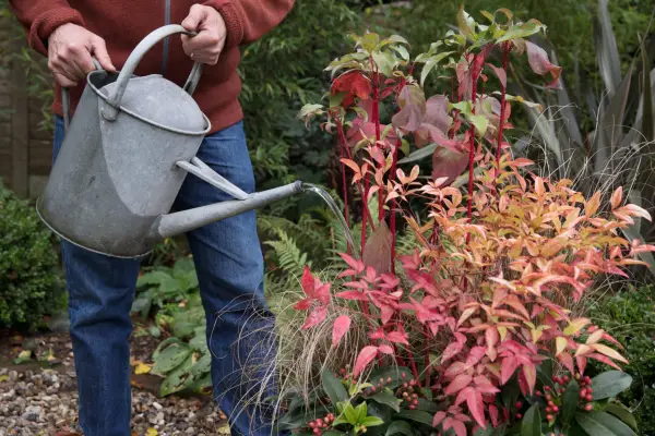 How to grow nandina - where to plant nandina