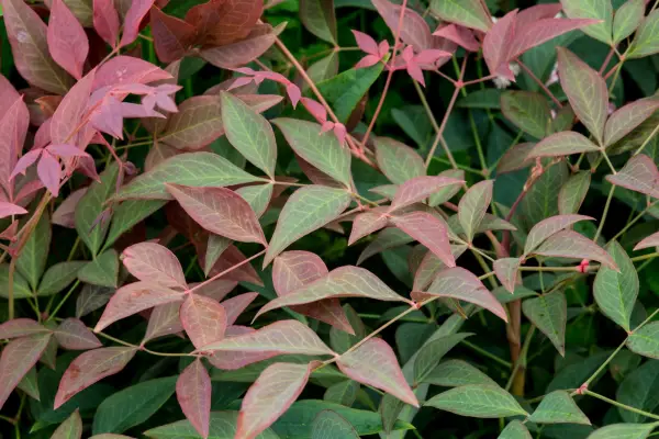 How to grow nandina - nandina varieties to grow