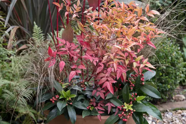 Jak pěstovat Nandina