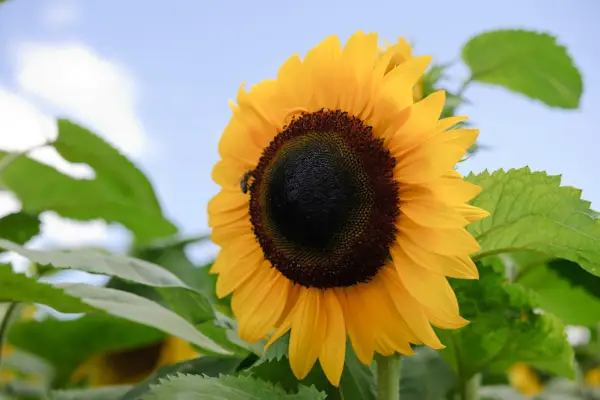 Large yellow sunflower head