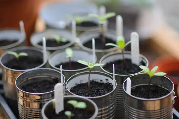 Sunflower seedlings in tin can pots