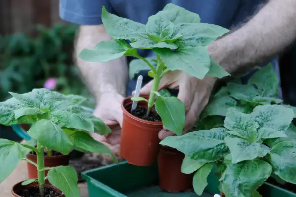 Young sunflower plants ready to be potted on